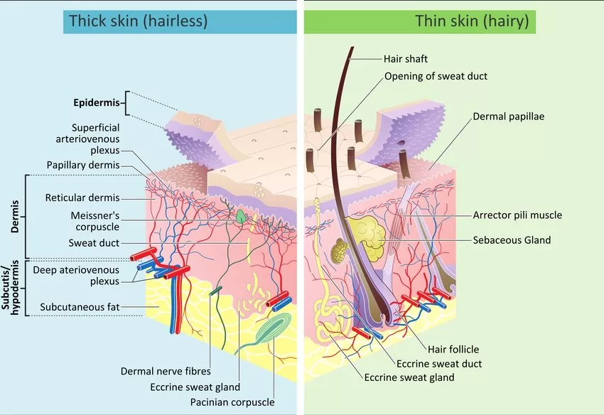 skin layers structure
