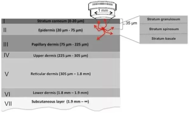 thickness of different skin layers