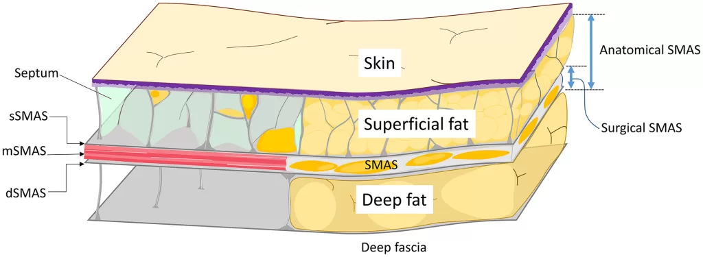 Instead SMAS comprises three layers superficial, intermediate, and deep.