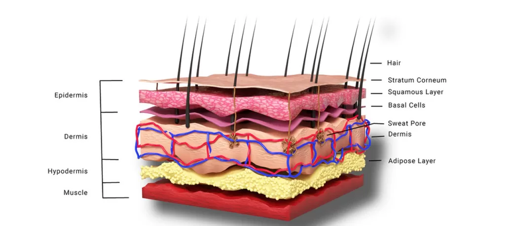 Anatomy of Human Skin